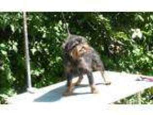 Brussels Griffon Puppy for sale in Rogersville, MO, USA