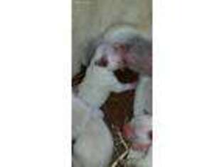 Labrador Retriever Puppy for sale in Camden, SC, USA