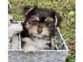 Yorkshire Terrier Puppy for sale in Mount Dora, FL, USA