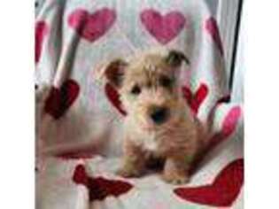 Scottish Terrier Puppy for sale in Eva, AL, USA