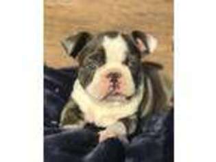Boston Terrier Puppy for sale in Beach City, OH, USA