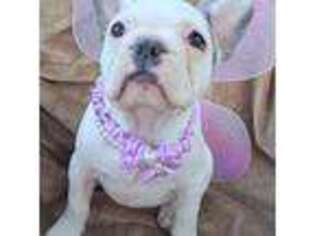 French Bulldog Puppy for sale in Burkeville, TX, USA