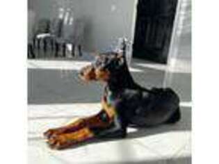 Doberman Pinscher Puppy for sale in Haymarket, VA, USA