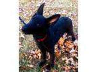 Medium Photo #1 German Shepherd Dog Puppy For Sale in Diamond, MO, USA