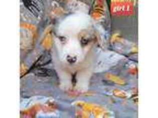 Pembroke Welsh Corgi Puppy for sale in Lake City, SC, USA