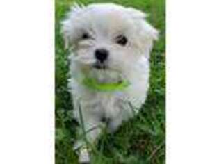Maltese Puppy for sale in Kane, PA, USA