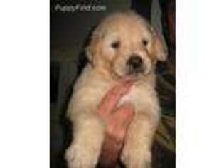 Golden Retriever Puppy for sale in Lovelady, TX, USA