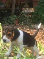 Beagle Puppy for sale in AMERICAN CANYON, CA, USA