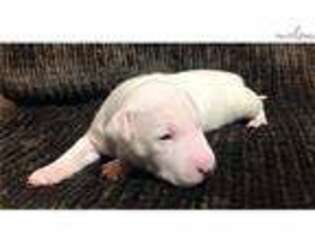 Bull Terrier Puppy for sale in Saint Louis, MO, USA