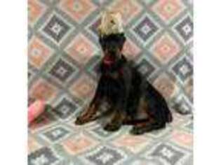 Doberman Pinscher Puppy for sale in Greenwood, IN, USA