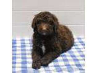 Labradoodle Puppy for sale in Bergton, VA, USA