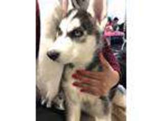 Siberian Husky Puppy for sale in Melrose Park, IL, USA