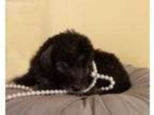 Bedlington Terrier Puppy for sale in Spokane, WA, USA