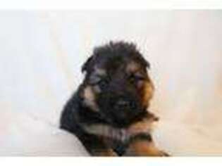 German Shepherd Dog Puppy for sale in Greenville, MI, USA