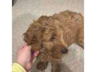 Goldendoodle Puppy for sale in Benton, IL, USA