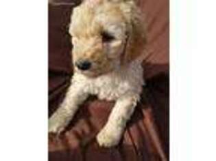 Labradoodle Puppy for sale in Sanford, NC, USA