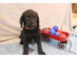 Labradoodle Puppy for sale in Kirkland, IL, USA