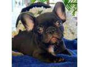 French Bulldog Puppy for sale in Orange, NJ, USA