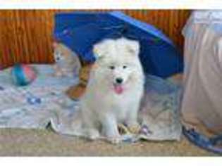 Samoyed Puppy for sale in Reading, PA, USA
