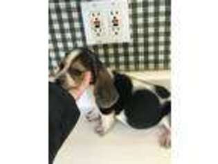 Basset Hound Puppy for sale in Fortuna, MO, USA