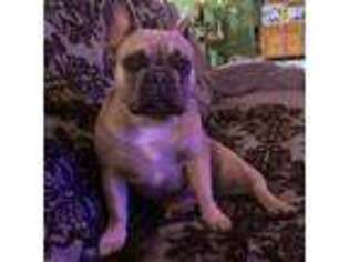 French Bulldog Puppy for sale in Vincentown, NJ, USA