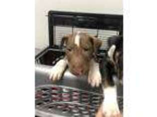 Bull Terrier Puppy for sale in Indian Head, MD, USA
