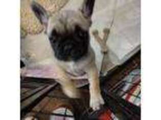 French Bulldog Puppy for sale in Twentynine Palms, CA, USA