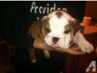 Bulldog Puppy for sale in STRATFORD, WI, USA