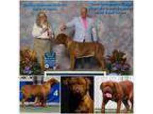 American Bull Dogue De Bordeaux Puppy for sale in Troy, NC, USA