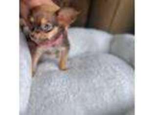 Chihuahua Puppy for sale in Dallas, TX, USA