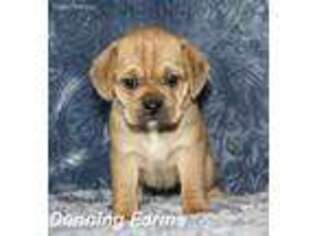 Puggle Puppy for sale in Houghton, IA, USA