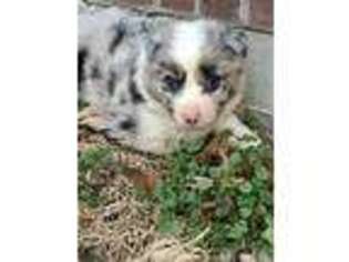 Australian Shepherd Puppy for sale in Stilwell, OK, USA