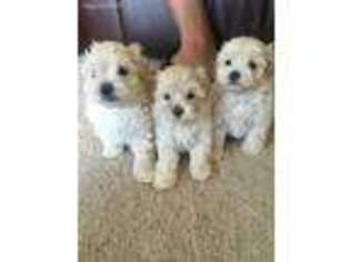 Mutt Puppy for sale in Mount Sterling, KY, USA