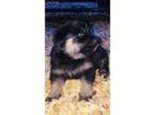 German Shepherd Dog Puppy for sale in New Braunfels, TX, USA