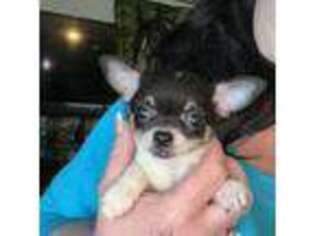 Chihuahua Puppy for sale in Saint Louis, MO, USA