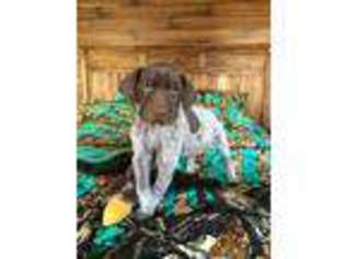 German Shorthaired Pointer Puppy for sale in Yucca Valley, CA, USA