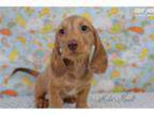 Dachshund Puppy for sale in Cambridge, OH, USA