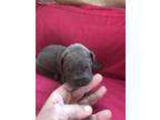 Great Dane Puppy for sale in Devils Lake, ND, USA