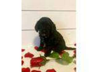 Cavapoo Puppy for sale in Mobile, AL, USA