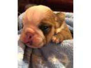 Bulldog Puppy for sale in PELHAM, AL, USA