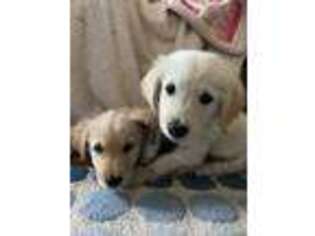 Golden Retriever Puppy for sale in South Glastonbury, CT, USA