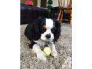 Cavalier King Charles Spaniel Puppy for sale in CHEHALIS, WA, USA