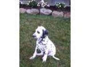 Dalmatian Puppy for sale in Millersburg, OH, USA