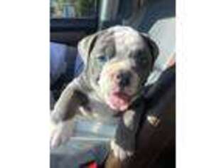 Bulldog Puppy for sale in Chatsworth, CA, USA