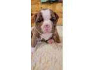 Olde English Bulldogge Puppy for sale in Coden, AL, USA