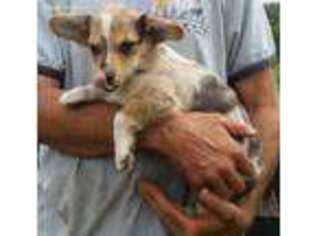 Pembroke Welsh Corgi Puppy for sale in Hillsdale, MI, USA