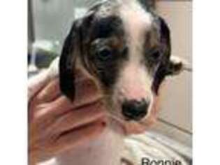 Dachshund Puppy for sale in Hopewell, VA, USA