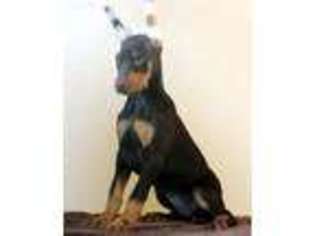 Doberman Pinscher Puppy for sale in Cranberry Twp, PA, USA