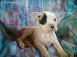Boxer Puppy for sale in Sonora, KY, USA
