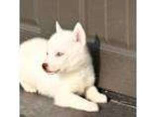 Siberian Husky Puppy for sale in Orlando, FL, USA
